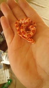 New Baby Albino Corn Snake Corn Snake Pet Snake Baby Snakes