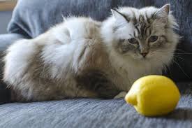 Fleas Can Cause Your Cat A Lot Of Discomfort Cat Fleas Cat Fleas Treatment Fleas On Kittens