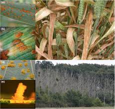The rusts and smuts are perhaps the most economically important fungal plant pathogens. Advances In Understanding Obligate Biotrophy In Rust Fungi Lorrain 2019 New Phytologist Wiley Online Library