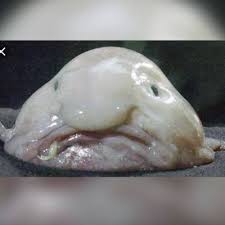 In der populären kultur wurde der blobfisch aufgrund seiner physischen erscheinung zum hässlichsten tier der welt gewählt. Blobfisch Blobfisch8 Twitter