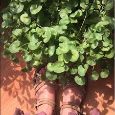 Gotu Kola Is Such A Lovely Houseplant It Has Overwintered Successfully In An East Facing Window And Given Lots Of W Herbal Plants House Plants Indoor Plants