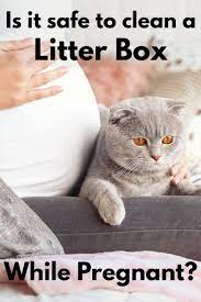 Is It Safe To Clean A Litter Box While Pregnant Article By Litter Boxes Com Litterboxes Tcs Thecatsite Cat Cats Kit Cat Parenting Cat Illnesses Cat Care