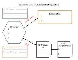Graphic Organizer Cell Respiration Aerobic Anaerobic Respiration Anaerobic Respiration Cell Respiration Graphic Organizers
