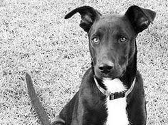 Adoption in the philippines is a process of granting social, emotional and legal family and kinship membership to an individual from the philippines, usually a child. Drakenstein Animal Rescue Paarl