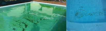 Algue Moutarde Astuces Et Traitement Pour S En Debarrasser Votre Piscine