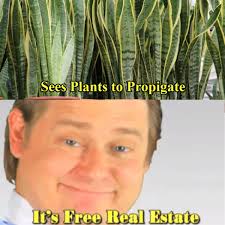 Even my husband reminds me to take 2 or 3 plants whenever we go shopping