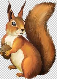Squirrel Png Animals Chipmunk Clip Art Fauna Flying Squirrel Squirrel Art Squirrel Flying Squirrel
