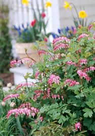 Native to heaths and moorlands, they do best in acidic soil in a sunny spot. Bleeding Heart Better Homes Gardens
