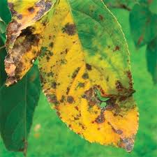 As it grows, an apple tree may experience issues such as the presence of pests or diseases. Apple Scab Is A Leaf Fungus Disease That Affects Crabapples And Hawthorns The Issue Causes Yellowing And Brown Spotting Of The Crabapple Tree Crab Apple Tree