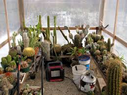 Determining when to water a cactus depends on several variables such as the size of the succulent plant, the type of pot, and how much sunlight it gets. Growing Non Hardy Cacti In Cold Climates On Line Guide To The Positive Identification Of Members Of The Cactus Family