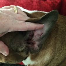 Demodectic mange has symptoms like red skin, rapid hair loss around the eyes, muzzle, and head. How To Treat Seasonal Alopecia With Coconut Oil Paws 2 Purrfection Llc