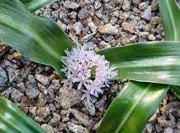 Image result for Daubenya