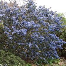 Download and use 100,000+ blue flowers stock photos for free. California Native Plants