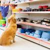 As with most all pet stores, your pooch is welcome, just be prepared for tight corners. 1