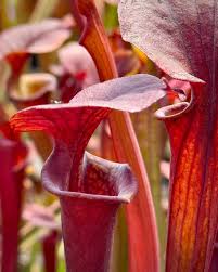 Image result for Polystachya walravensiana