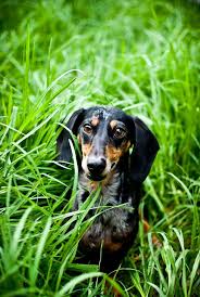 Black And Tan Silver Dapple Dachshund Pin By Elizabeth Peacock Byrd On Cute And Beautiful Animals Dapple Dachshund Dachshund Dog Silver Dapple Dachshund