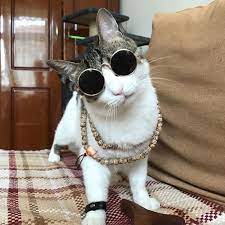 Cool Retro Cat With Glasses Lumiparty Fashion Cool Cat Glasses Pet Dog Eye Protection Sunglasses Puppy Kitty Photo Pr Cat Accessories Pet Cat Sunglasses Cats