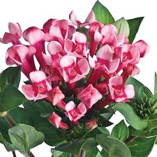 Image result for Bouffordia