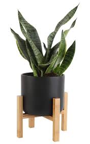 Discover 67 snake plant designs on dribbble. With 4 25 Inch Wide Mid Century Modern Planter And Plant Stand Set Costa Farms Snake Plant Fits On Shelves Tabletops White Sansevieria Patio Lawn Garden Plants Seeds Bulbs Botani Com Au