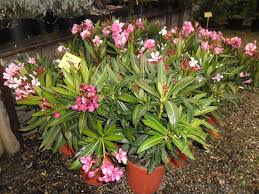 Zorg dus dat de plant buiten de zomer op een warme plek staat, en niet in de tuin. Nerium Oleander Groenblijvers