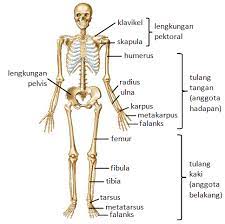 Biologi sel dan organisasi sel. Soalan Dan Jawapan Biologi Tingkatan 4 Cheveux S