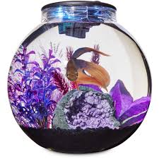Maybe you would like to learn more about one of these? Petco Brand Imagitarium Freshwater Globe Kit 3 1 Gal Buy Online In Japan At Desertcart Jp Productid 61957155