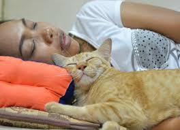 (h/t the frogman , for sharing this image.) bury your furry little head in your paws and try to look as contemplative and bookish as possible before drifting off. Strange Cat Facts Why Does My Cat Sleep On My Head Petmd