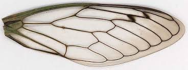 How to draw | drawing coloring « coloring buffalo skull. Quotes About Dragonfly Wings Quotesgram