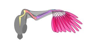 It looks like a lot of information, but i'll zoom in on each wing type later in this post. Sketchbook Original How To Draw Wings Monika Zagrobelna