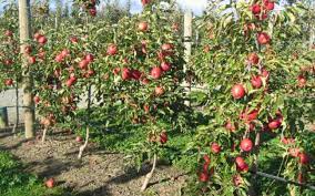 Maybe you would like to learn more about one of these? Apple Lady In Red Pink Lady