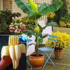 Some fruiting banana trees, such as ice cream banana, will grow into zone 8, and the cold hardy banana will. 100pcs Bag Rare Double Potted Banana Bonsai Tree Organic Fruit Mini Giant Dwarf Banana Plant For Home Garden Buy At The Price Of 0 46 In Aliexpress Com Imall Com