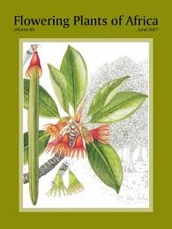 Image result for Stenostelma corniculatum