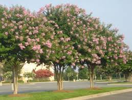 Crepe Myrtle Myrtle Tree Crape Myrtle Street Trees