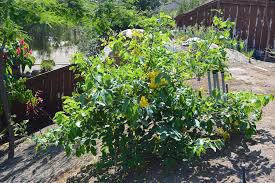 Image result for Cassia fistula