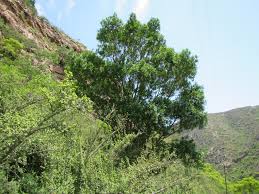 Image result for Ptaeroxylaceae