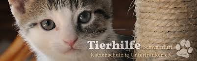 Wann genau dies der fall ist, ist zwar immer individuell, im durchschnitt aber werden unsere katzen zwischen dem 6. In Welchem Alter Sollte Ein Katze Ein Kater Kastriert Werden Tierhilfe Schweinfurt Katzenschutz In Unterfranken E V