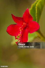 Image result for Hibiscus aponeurus