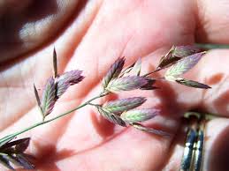 Image result for Eragrostis porosa
