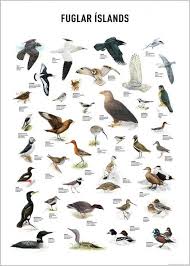 Big Black Birds In Indiana Birds Of Iceland Poster Bird Breeds Common Birds Animals