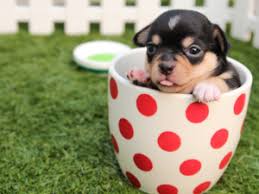 These stores are ready to provide foods, medical services and other supports, as they believe that their commitment to all the pet parents is to have the. Unique Pet Products Accessories For Dogs Cats Pet Stop Store
