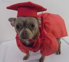 Red Graduation Cap And Gown For Dog S By Woofsandruffles On Etsy 40 00 Graduation Cap And Gown Pet Costumes Dog Costume
