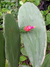 Just add 2 tbs mix with water. Opuntia Cochenillifera Nopalea Cochenillifera Opuntia Nuda Cochineal Cactus Warm Hand Velvet Opuntia Nopales Opuntia Nopal Cactus Toptropicals Com