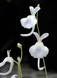 Image result for Utricularia scandens