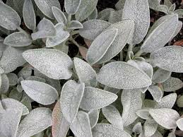 We did not find results for: Use These 16 Silver Foliage Plants To Brighten Your Landscape Silver Plant Plants Foliage Plants