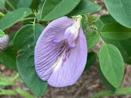 Image result for Clitoria
