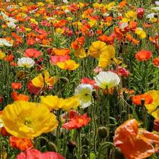 Growing poppies as winter annuals. Poppy Iceland Mixed Australian Plants Online