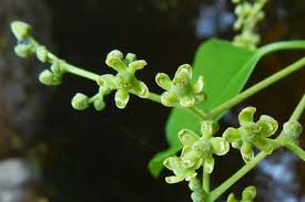 Image result for Hippocratea crenata