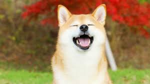 It has a circulating supply of 500 trillion shib coins and a max supply of 1 quadrillion. Fpmgknqbb4hssm