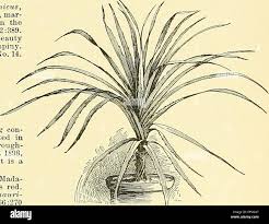 Image result for Pandanus candelabrum