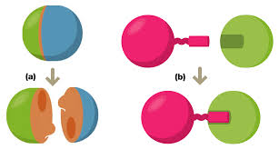 A diffusive model of intra-cellular signaling